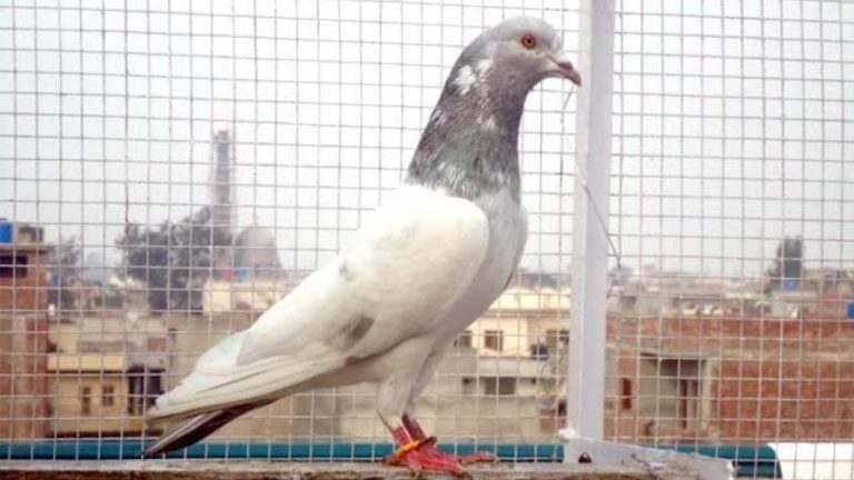 India a eliberat un porumbel suspectat de spionaj, după opt luni de încarcerare