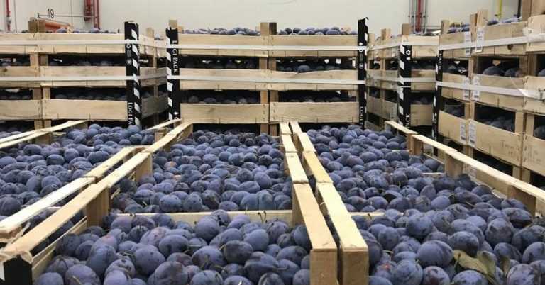 Vicepremierul Dumitru Alaiba: Cele mai multe prune importate de Uniunea Europeană sunt din Republica Moldova