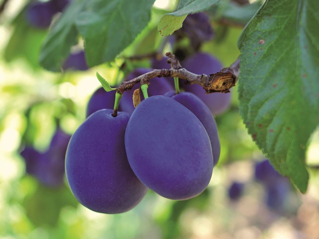 În acest an, recolta de prune a R.Moldova va reveni la ‘normal’