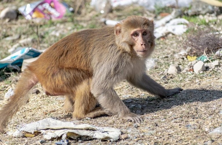 Oamenii de ştiinţă au reuşit să cloneze o maimuţă rhesus