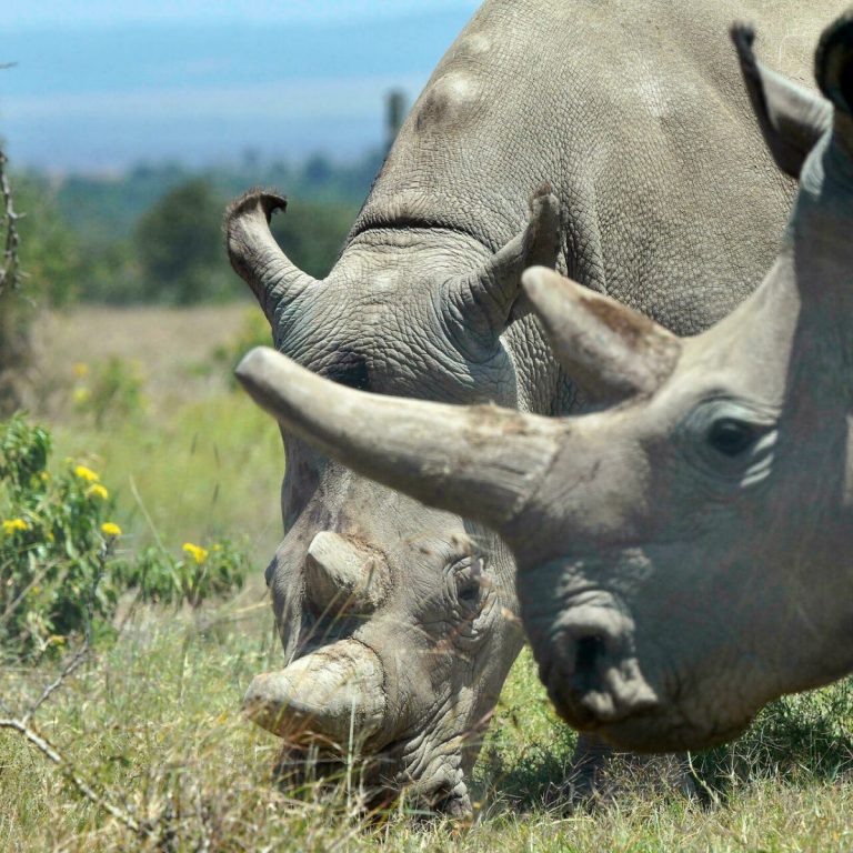 Coarnele rinocerilor s-au micşorat în ultimul secol (studiu)