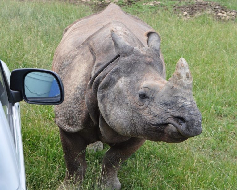 Vânătoarea ilegală de rinoceri este în creştere după ridicarea restricțiilor din Africa de Sud