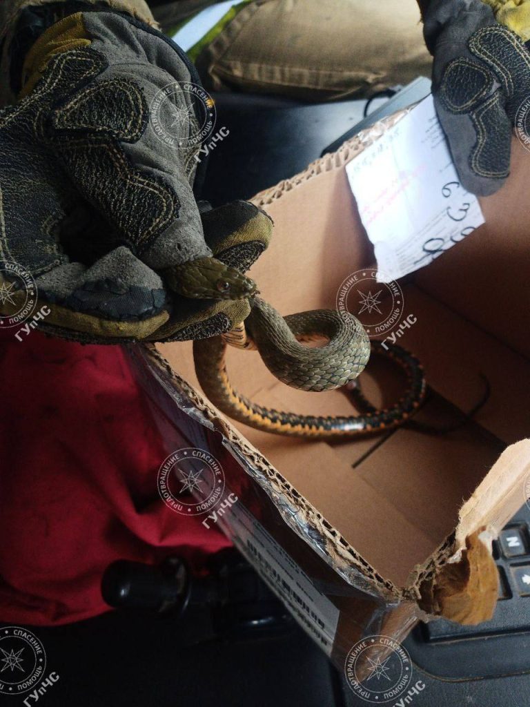 Un șarpe a băgat în sperieți o farmacistă de la Tiraspol