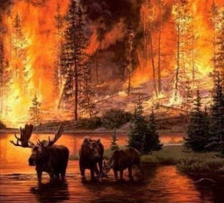 Incendiile de pădure din estul Rusiei nu vor putea fi stinse în viitorul apropiat (ecologiști)