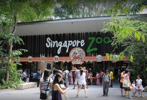 Grădina zoologică din Singapore a prezentat puii născuţi în 2017, din 145 de specii
