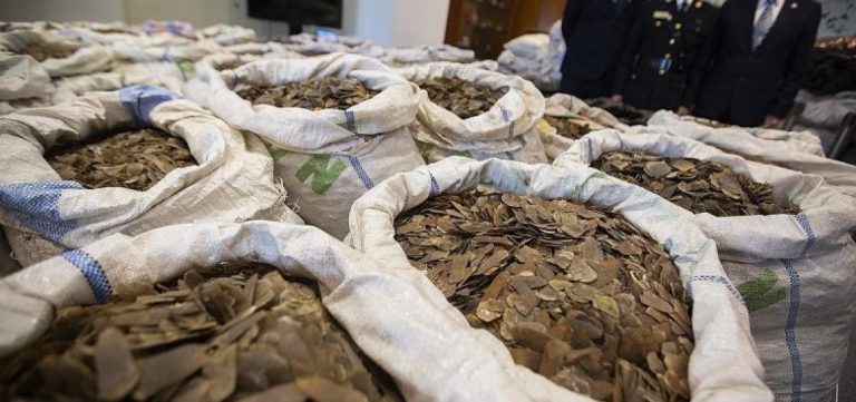 2,2 tone de solzi de pangolin confiscate la frontiera Chinei cu Vietnam
