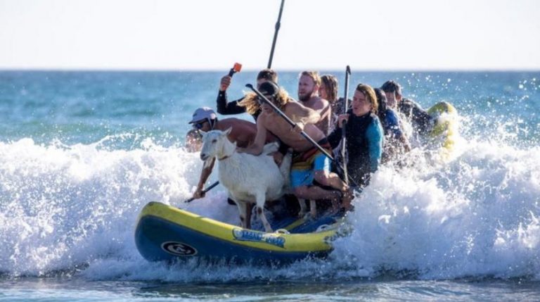 O capră şi-a găsit cu adevărat chemarea: face surfing pe o plajă din California – VIDEO