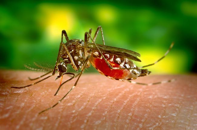 Şapte morţi şi peste 17.000 de infecţii cu virusul dengue, în acest an în Sri Lanka
