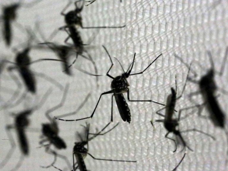 Bolile transmise de țânțari se răspândesc în Europa din cauza crizei climatice (expert)