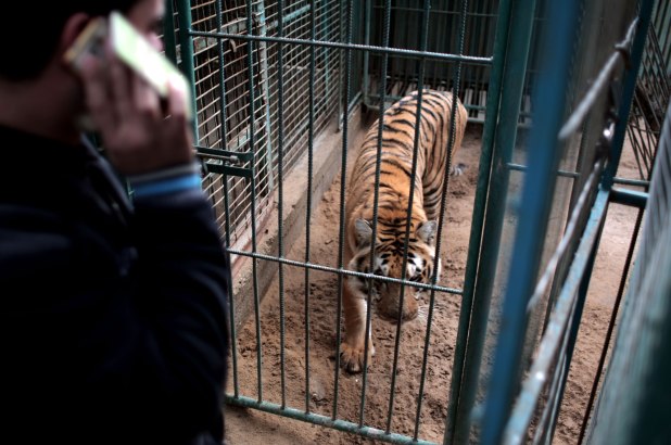 Un tigru de 240 de kilograme a fost salvat din mâinile traficanţilor de animale