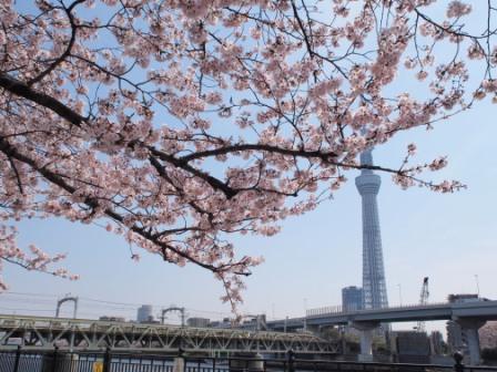 Tokyo : Primăvara şi-a anunţat sosirea oficială prin înflorirea cireşilor