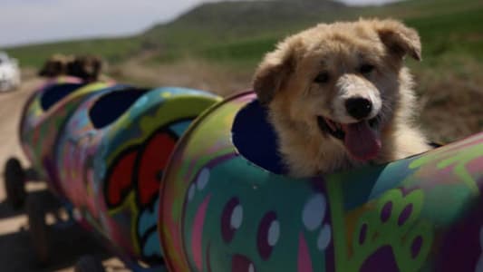 O iubitoare de animale din Turcia plimbă câinii cu dizabilități cu ajutorul unui trenuleț construit din butoie de plastic