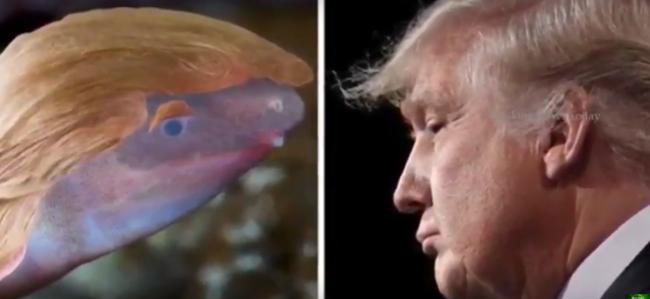 Un amfibian orb a primit numele președintelui american Trump