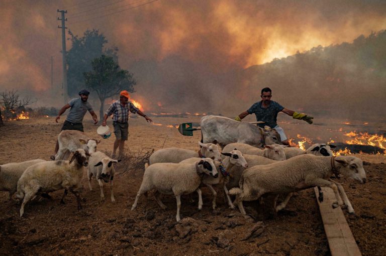 Sute de animale au fost salvate din incendiile de vegetaţie în Turcia