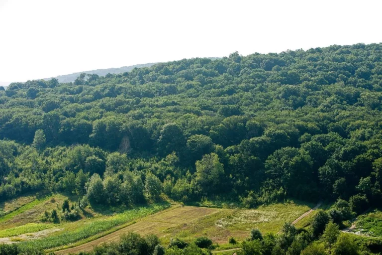 Peste 180 de hectare de pădure de la Ungheni vor fi înregistrate în fondul forestier pentru a fi protejate