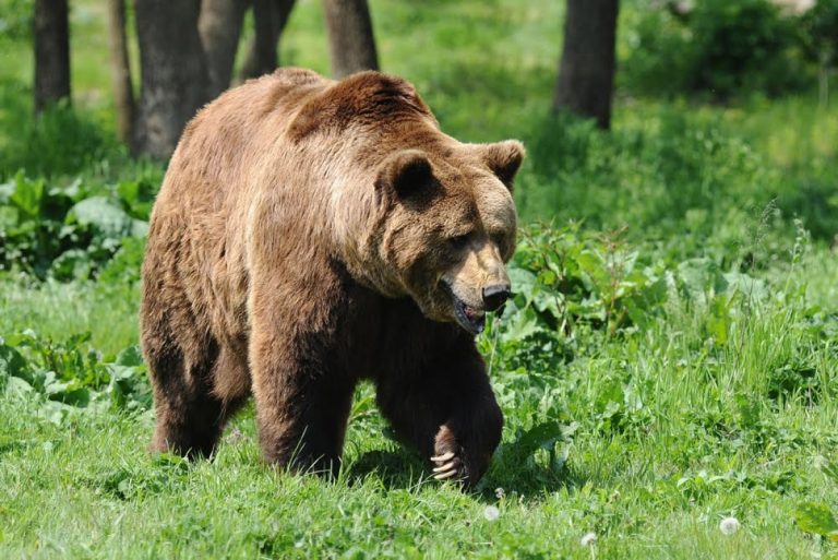 România: Un băiat de 14 ani a fost atacat pe Transfăgărășan