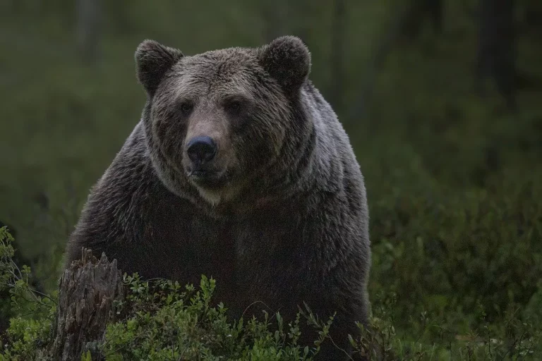 O femeie de 72 de ani, cetățean străin, a fost atacată de un urs în România