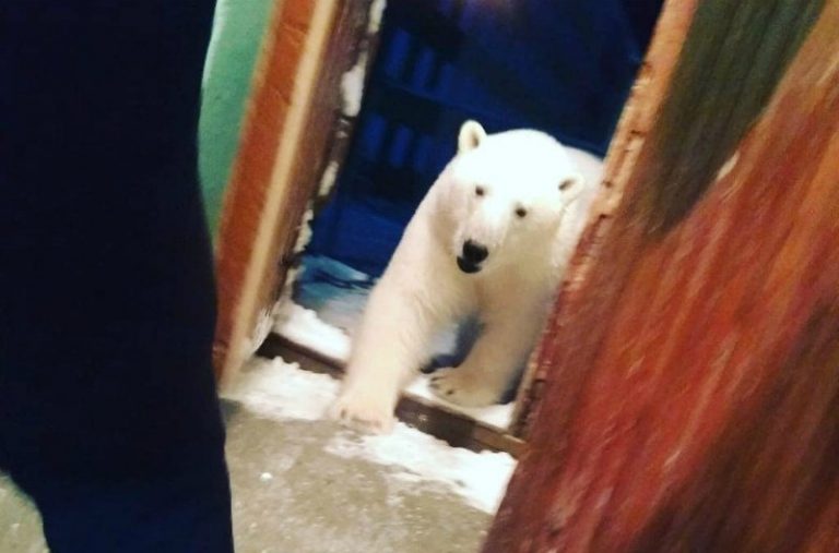 Zeci de urşi polari înfometaţi au invadat o localitate din Orientul Îndepărtat rus