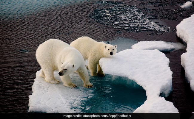 O turistă a fost rănită de un urs polar în arhipelagul Svalbard