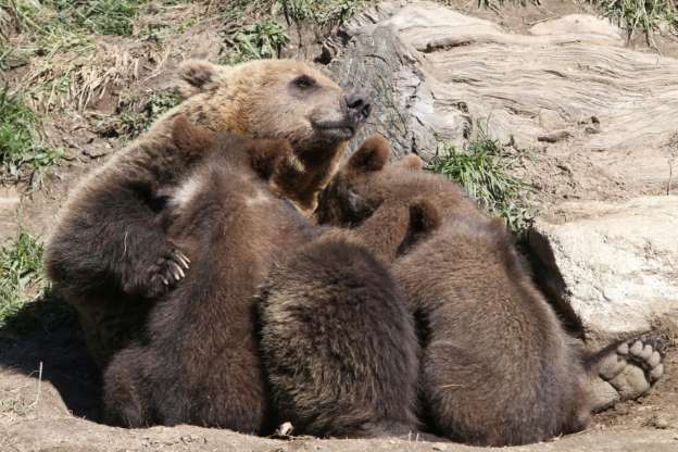 Populaţia de urşi bruni continuă să crească în Pirinei