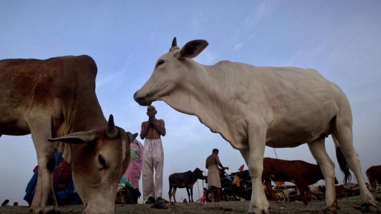 India: Un bărbat a fost linşat după ce s-a descoperit că vindea carne de vită