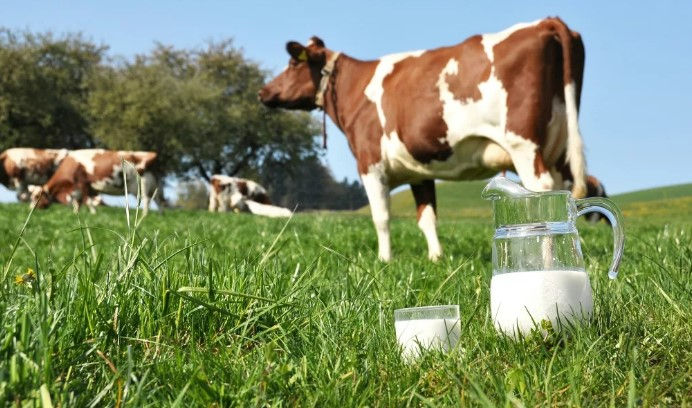 Fermierii pot depune actele pentru a solicita plăți directe în sectorul zootehnic – producția de lapte de vacă