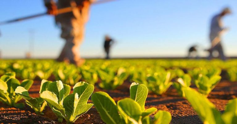 Un nou proiect pentru agricultură va fi lansat în R. Moldova