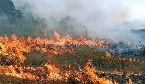 Peste 2600 hectare de teren au fost compromise de incendii de vegetație