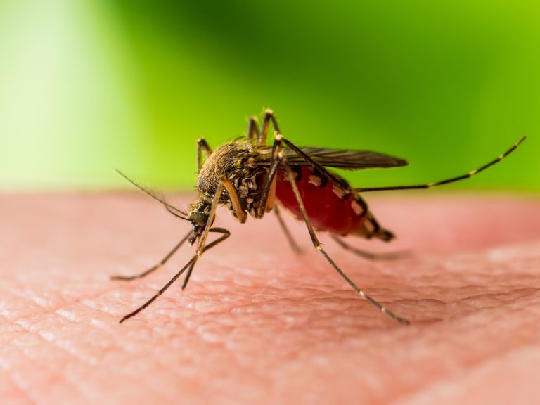 Autoritățile anunță despre alte două cazuri de infecție cu virusul West Nile, înregistrate în R. Moldova