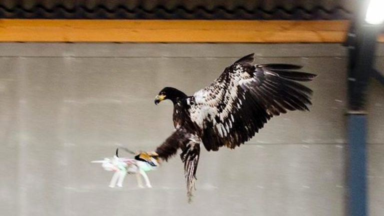 Poliţia olandeză a decis “concedierea” vulturilor dresați să prindă drone