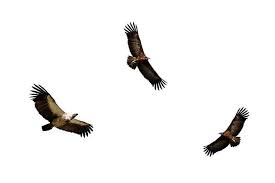 Vulturii ocolesc Ucraina din cauza războiului. Și-au schimbat rutele de zbor