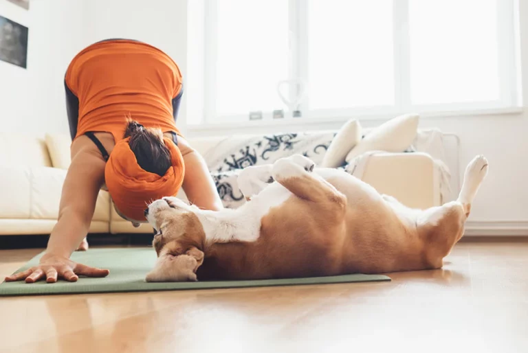 Italia a interzis yoga pentru căței, pentru a proteja sănătatea și bunăstarea animalelor