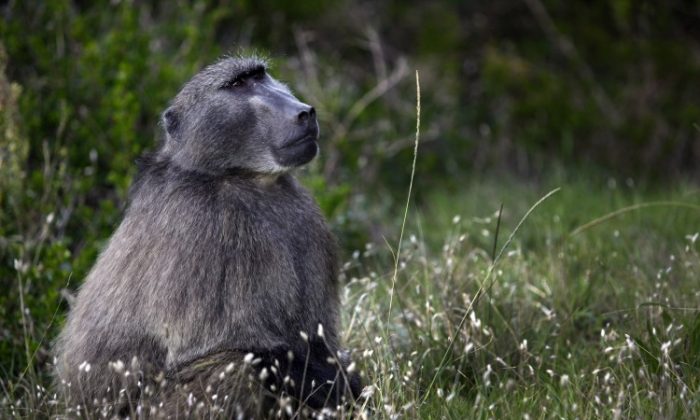 Grădina zoologică din Paris a fost închisă după ce 50 de maimuțe au fugit din cuștile lor